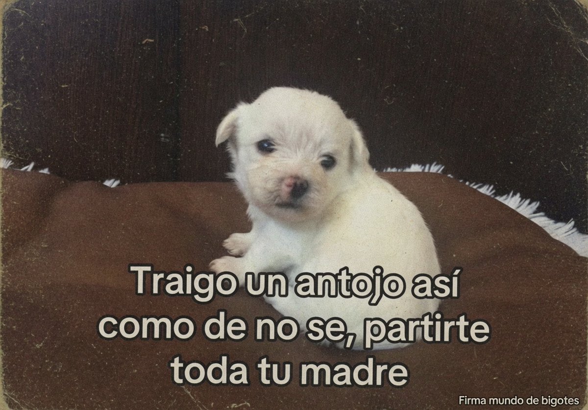 MundoDeBigotes's tweet photo. https://t.co/pgDtRWMVyB