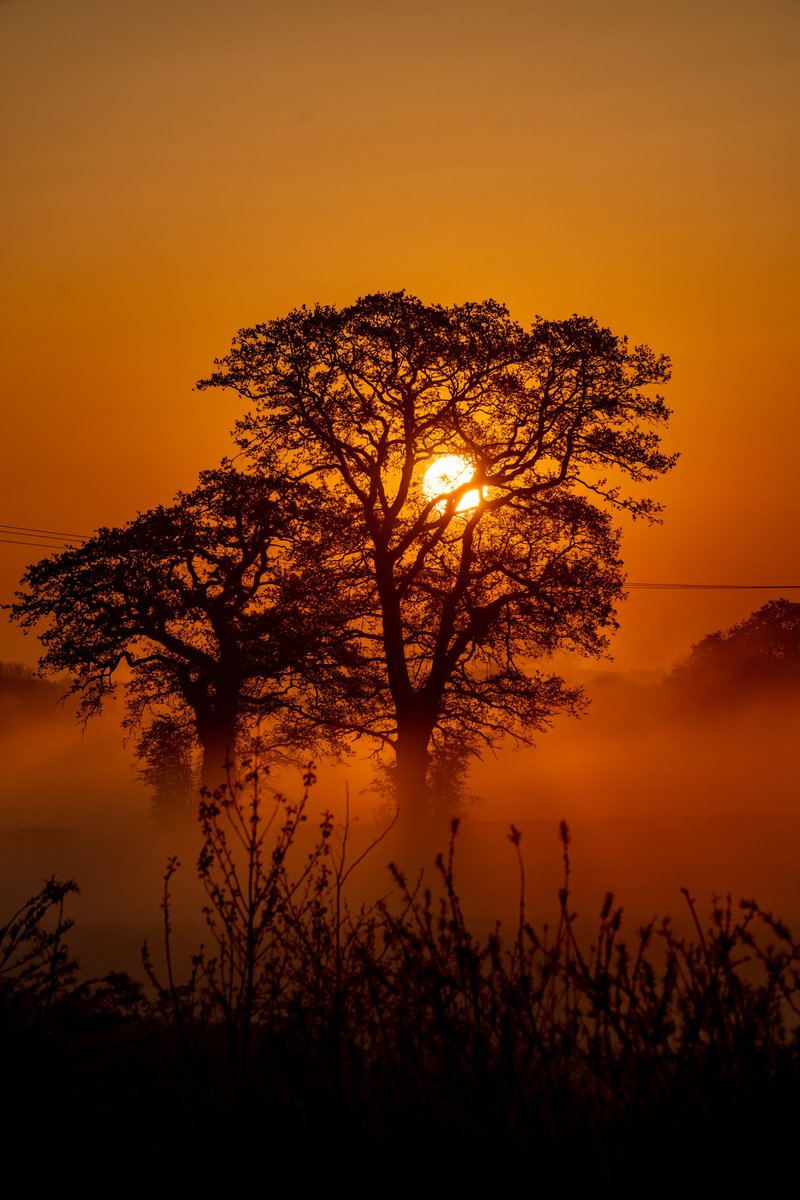 Pure Nature tweet media