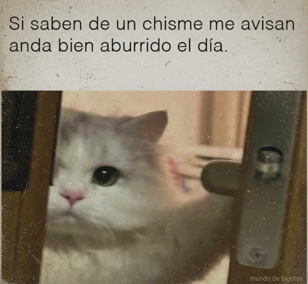 Mundo de Bigotes tweet media