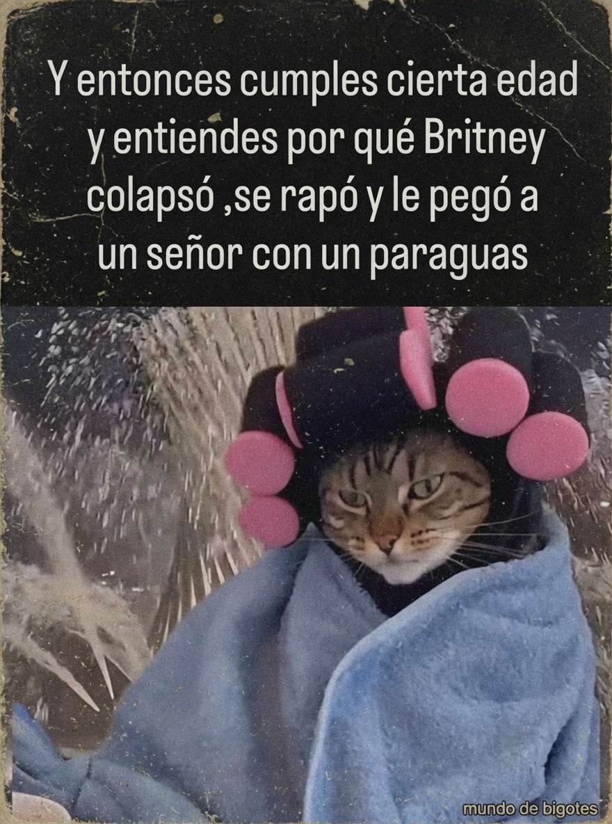 Mundo de Bigotes tweet media