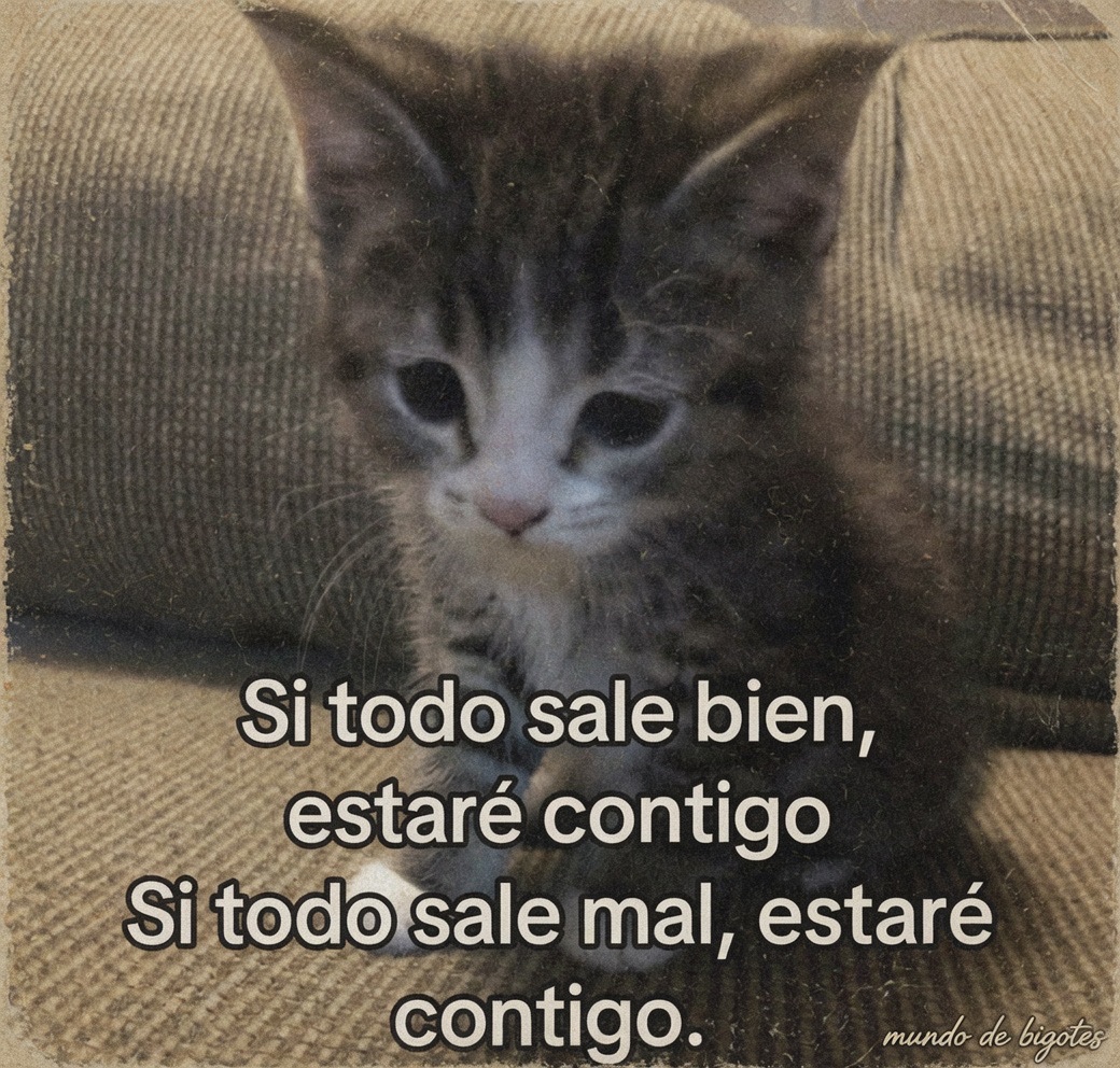 Mundo de Bigotes tweet media