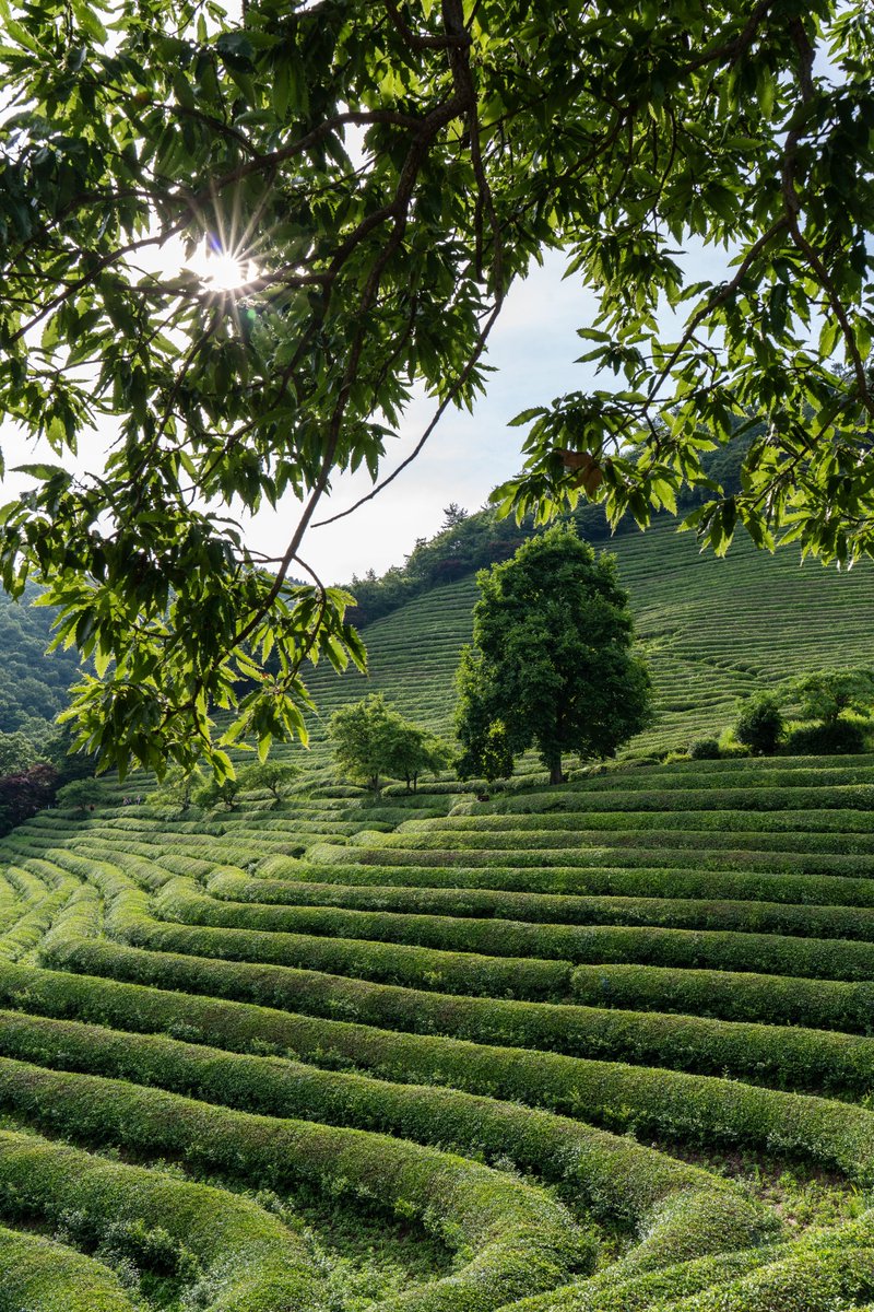 VisitKorea tweet media
