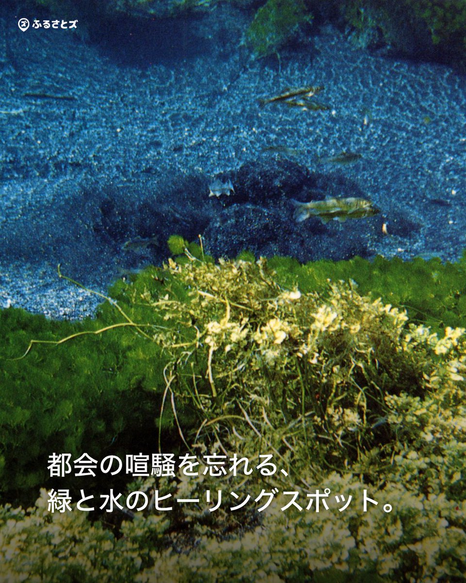 furusatoscom's tweet photo. 柿田川公園
https://t.co/wd9BkQEuSi https://t.co/igOpDL5FAY
