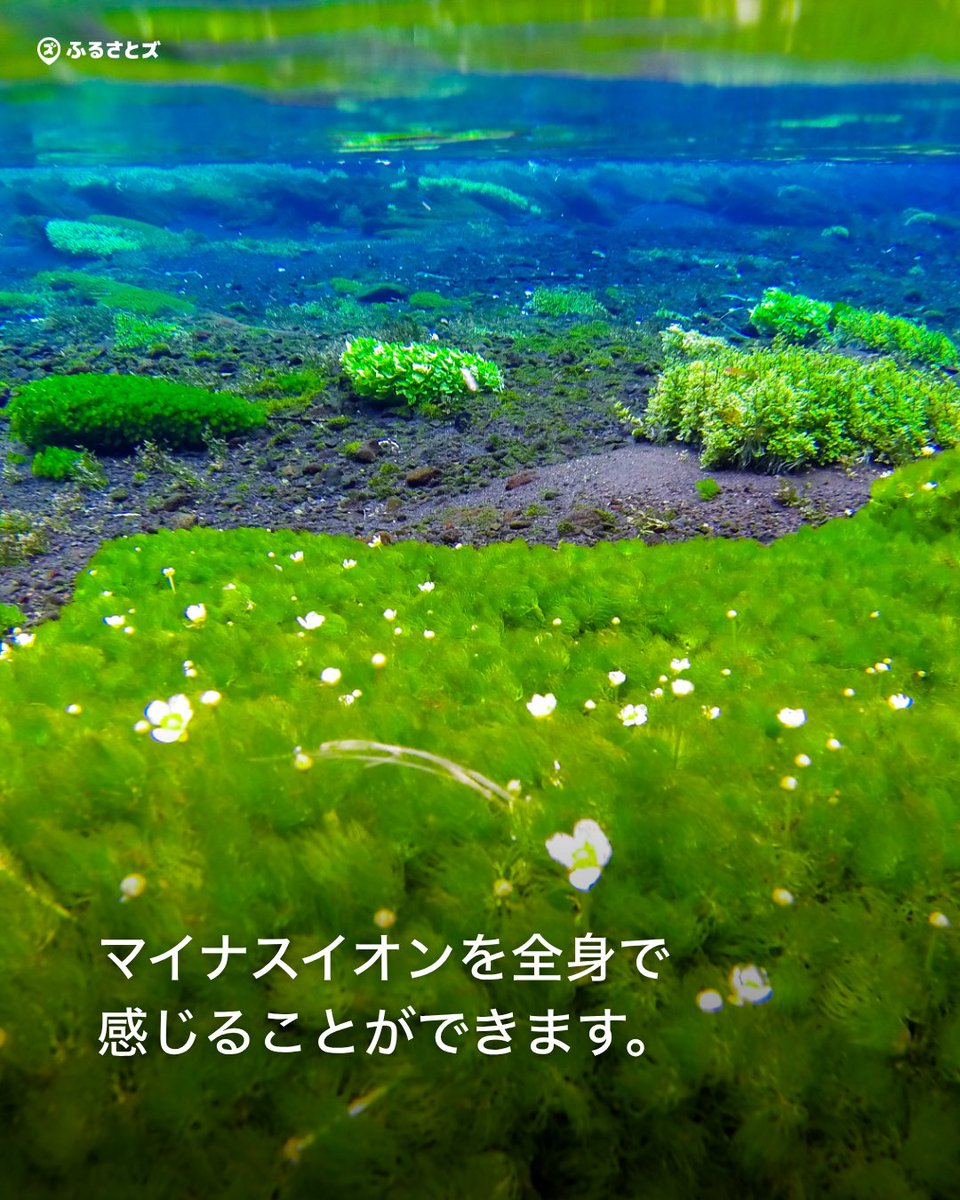 furusatoscom's tweet photo. 柿田川公園
https://t.co/wd9BkQEuSi https://t.co/igOpDL5FAY