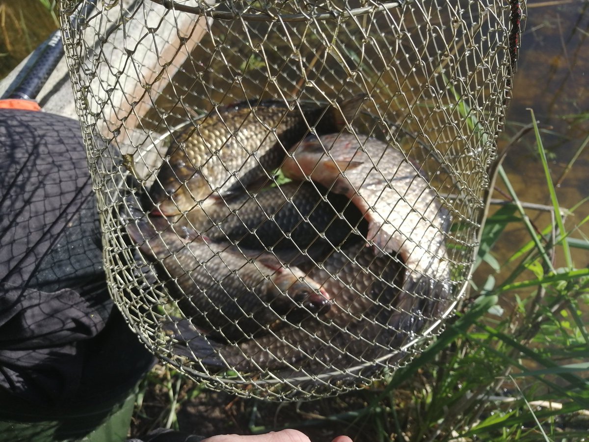 anelipa's tweet photo. 🎣 Карасики клюють 👌 НХНЛ! 🐟 https://t.co/BZJAzL2V24