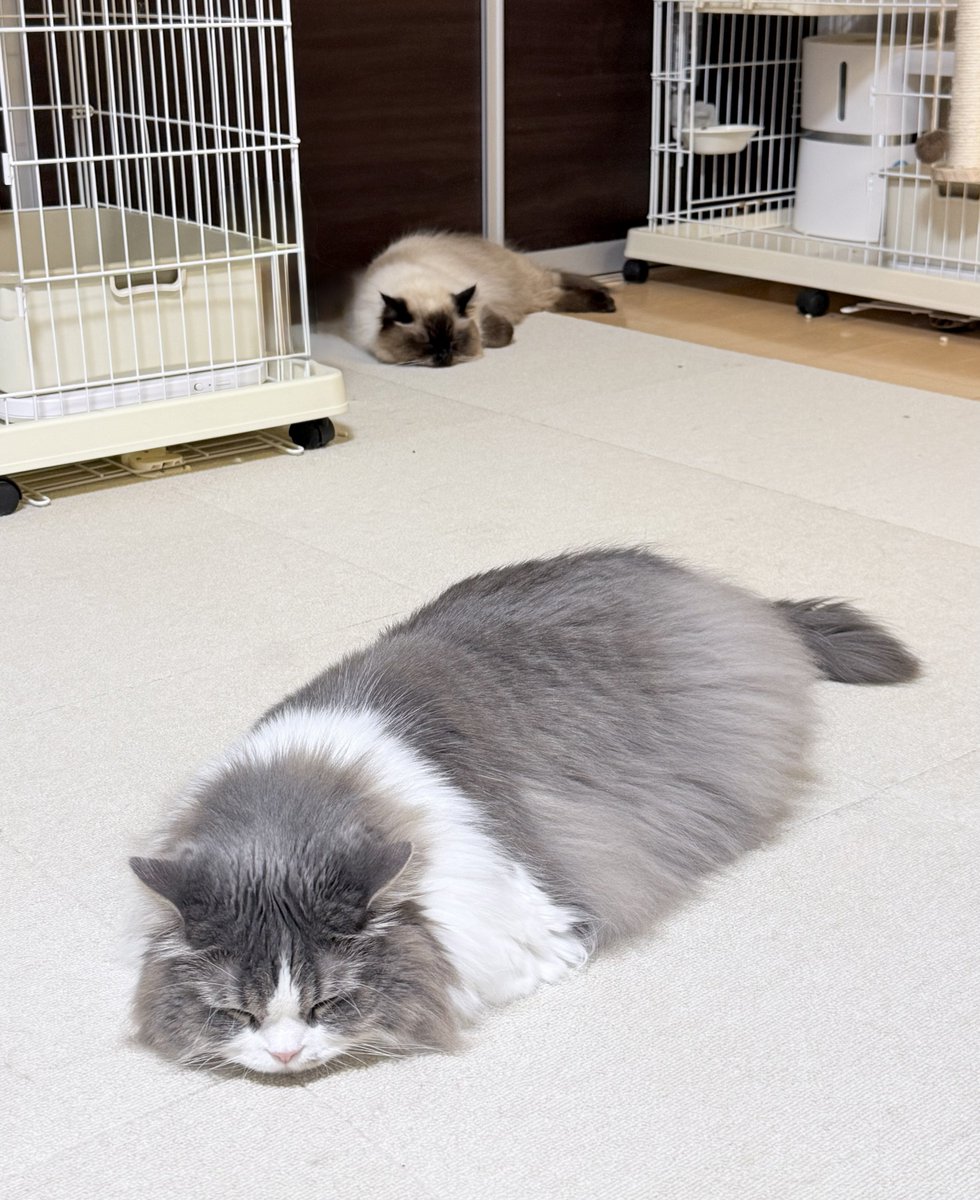 たおとるね🐾 tweet media