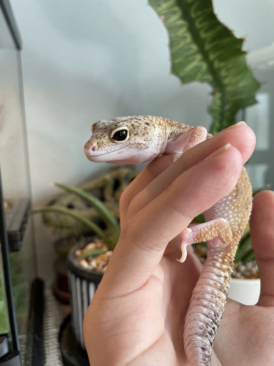 xymqc's tweet photo. 目がいいよね👀
#レオパ https://t.co/BisDmo2h1s