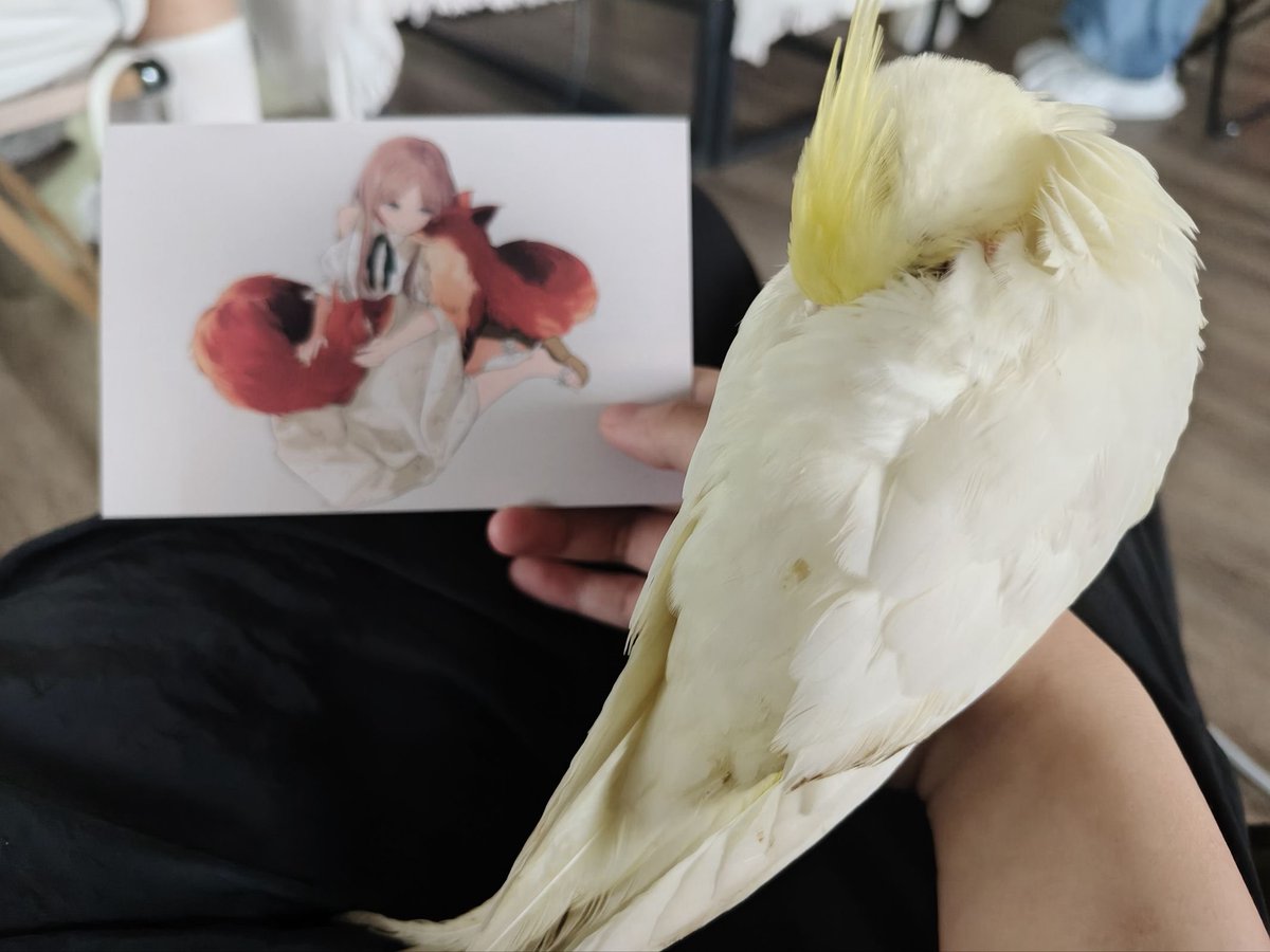 all_for_soyo's tweet photo. 长崎素世·生日周狐咖现场展示
时间:5/25-5/31
地点:狐狸狐涂
其他活动信息见主页置顶～
#mygo #bangdream #長崎そよ https://t.co/GLZOPXb60W