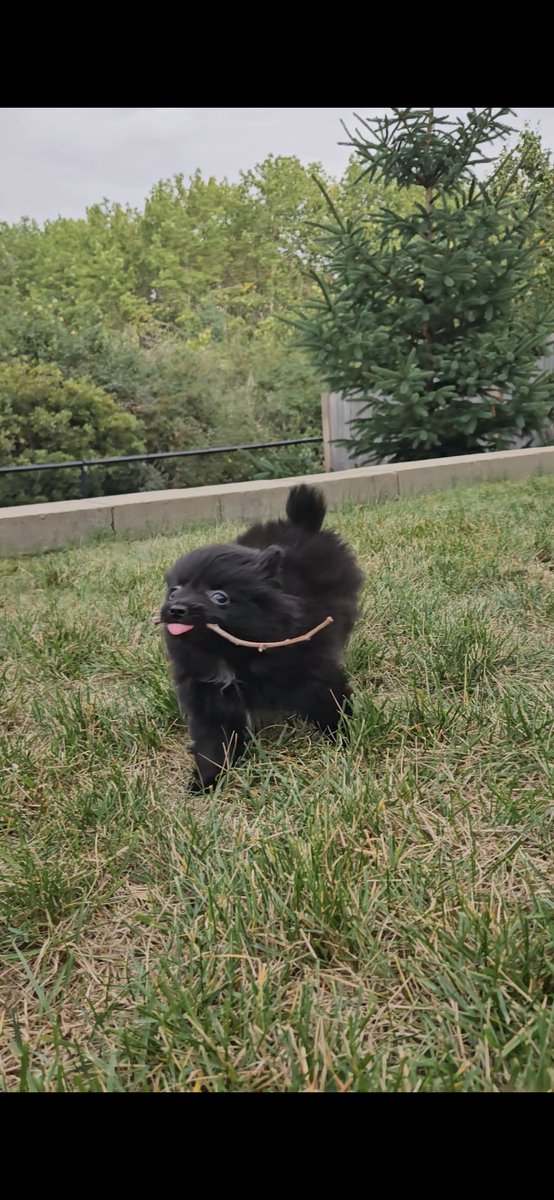 imPheetus's tweet photo. My boy Chunky https://t.co/ciW0He9LI8