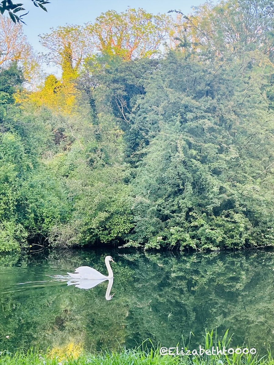 Elizabetht0000's tweet photo. Have a peaceful day  everyone🦢🪽🌳🍃🫶

A beautiful white #swan swims gracefully across calm, glassy water. The bright green trees in the background create a stunning, vibrant reflection on the #calm water's surface.

#nature #PureNature #England 
#ThisisEnglandbaby
#iPhonevideo https://t.co/jBMYVrHqd5