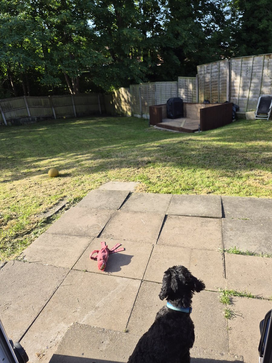 CockapooDexter's tweet photo. Getting in some outdooriness in the garden before its too hot....🤬 https://t.co/B2YldJ1ejj