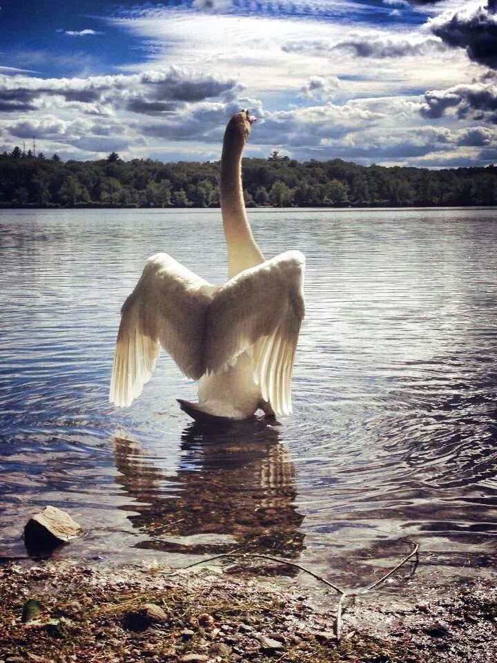 swan tweet media