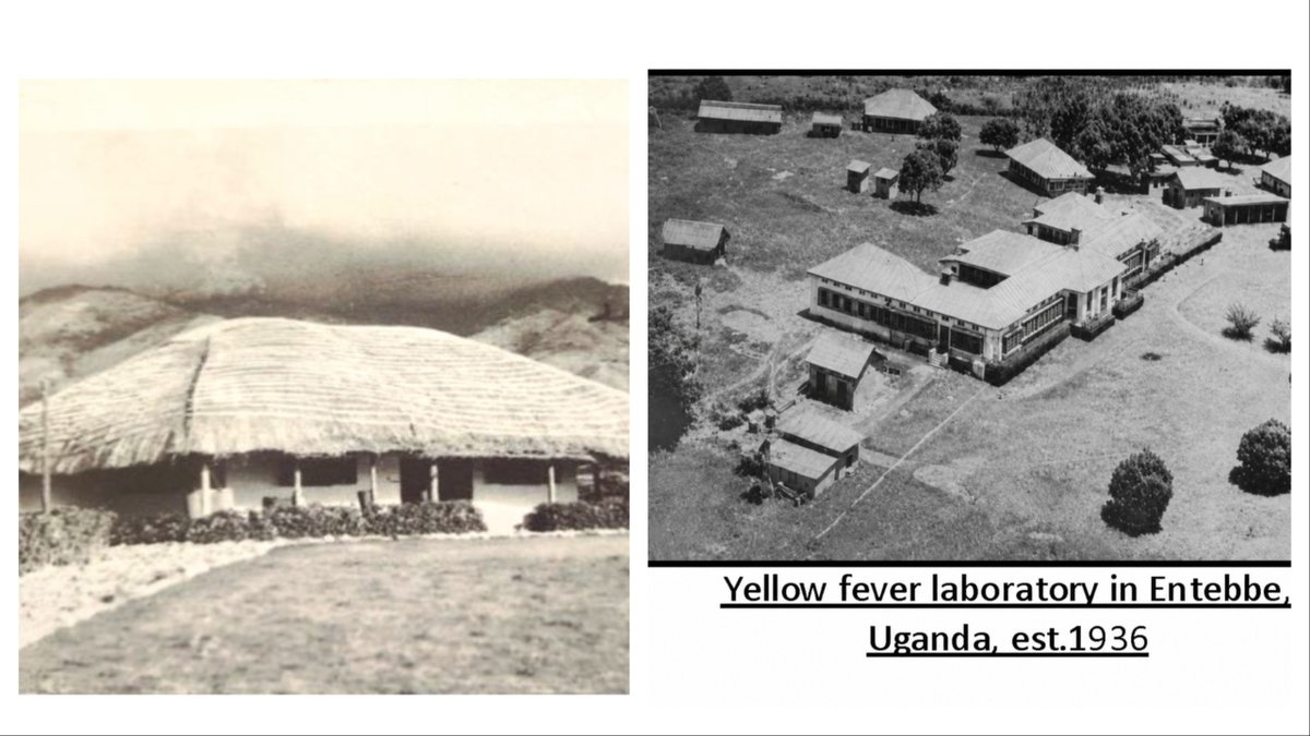 UVRIug's tweet photo. Our History: In 1936 @UVRIug started it's journey as the Yellow Fever Research Institute with supported from The @BritishColonies Office in London agrees with the @RockefellerFdn representatives to set up an institution in Uganda.

#UVRIAt90 
#UVRI 
#ScienceInAction https://t.co/VXOKfUOAg2