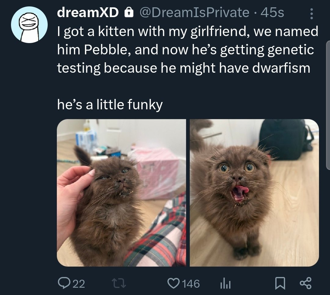 Dream Updates tweet media