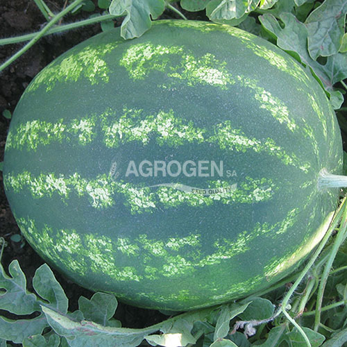 AgrogenSA's tweet photo. Ποικιλίες Καρπούζι από την Agrogen - https://t.co/9W6c0IqLPx https://t.co/K1skfe0PtS