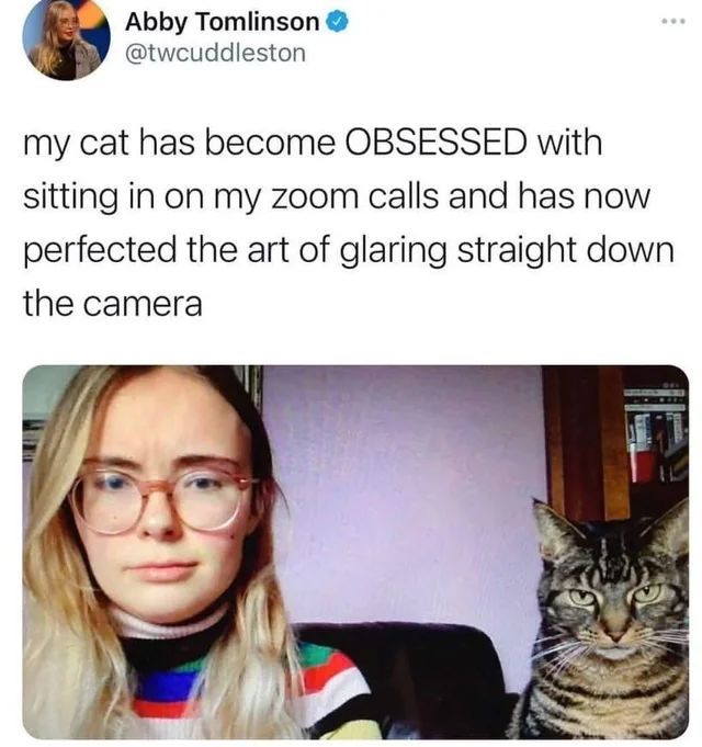Cat TikToks tweet media