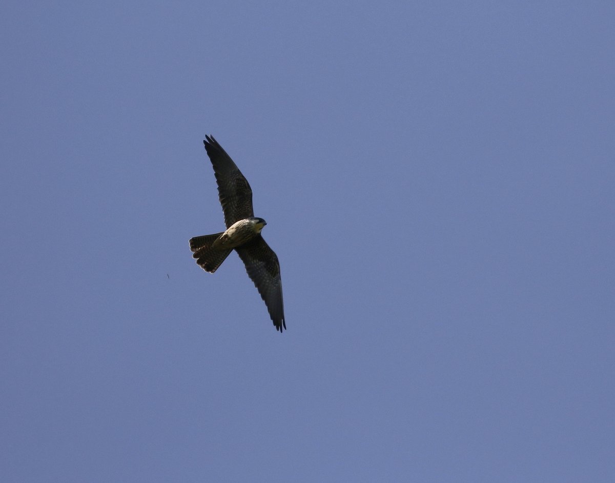 Robs Birding tweet media