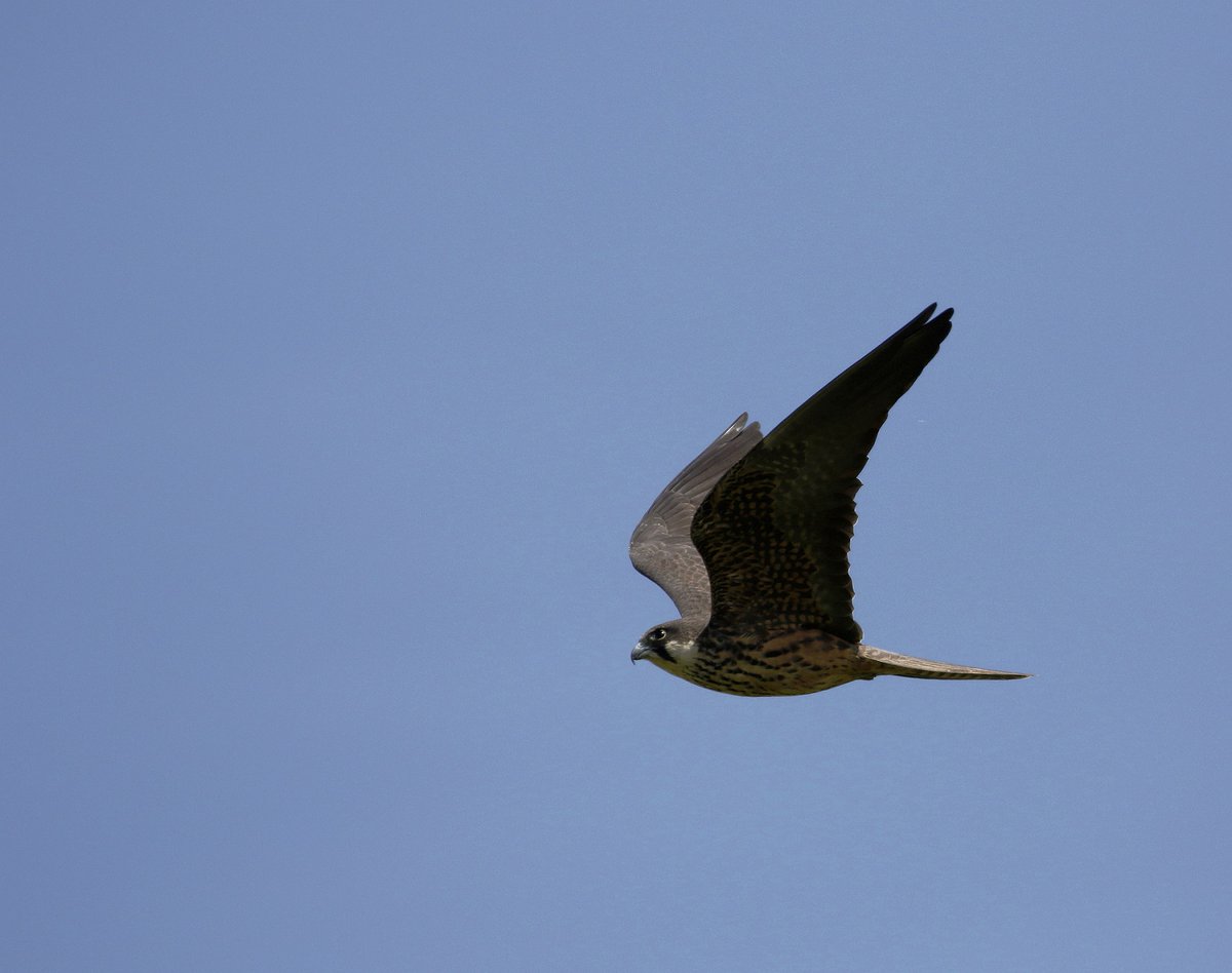 Robs Birding tweet media