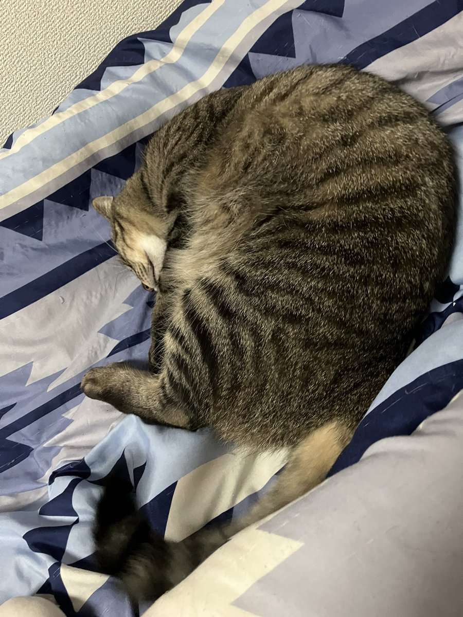 猫様お昼寝中🐱💤