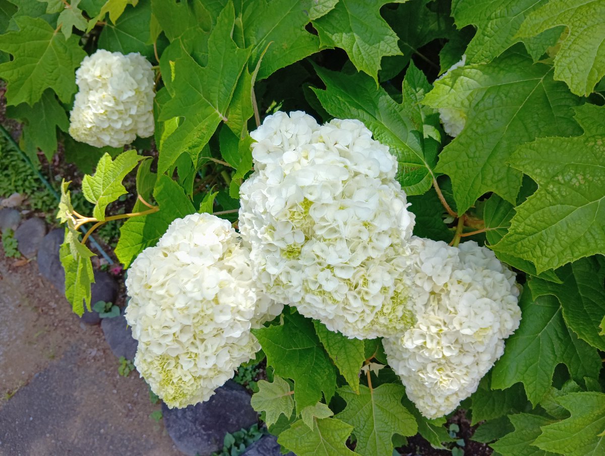 女子パウロ会のお庭では、ただいまカシワバアジサイの花が大きくなっ 