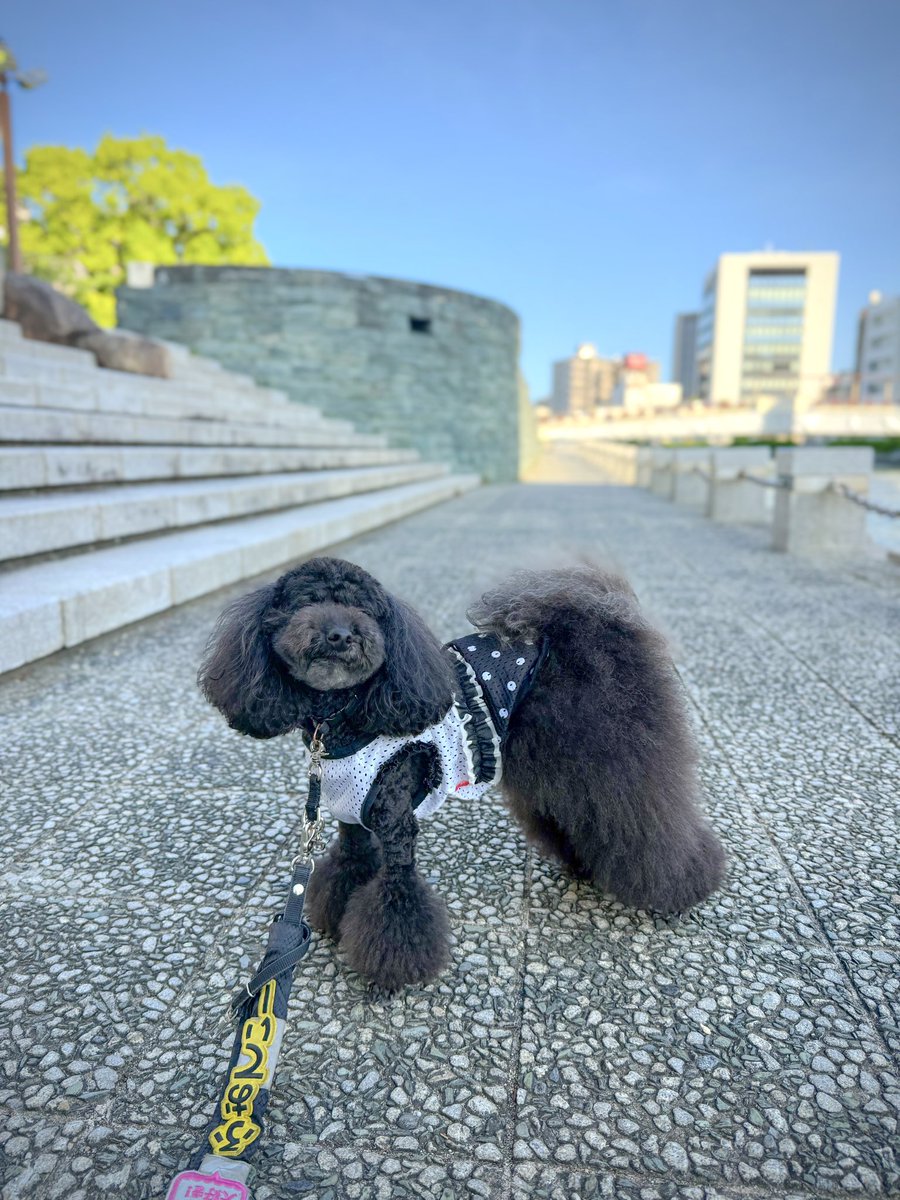 犬服