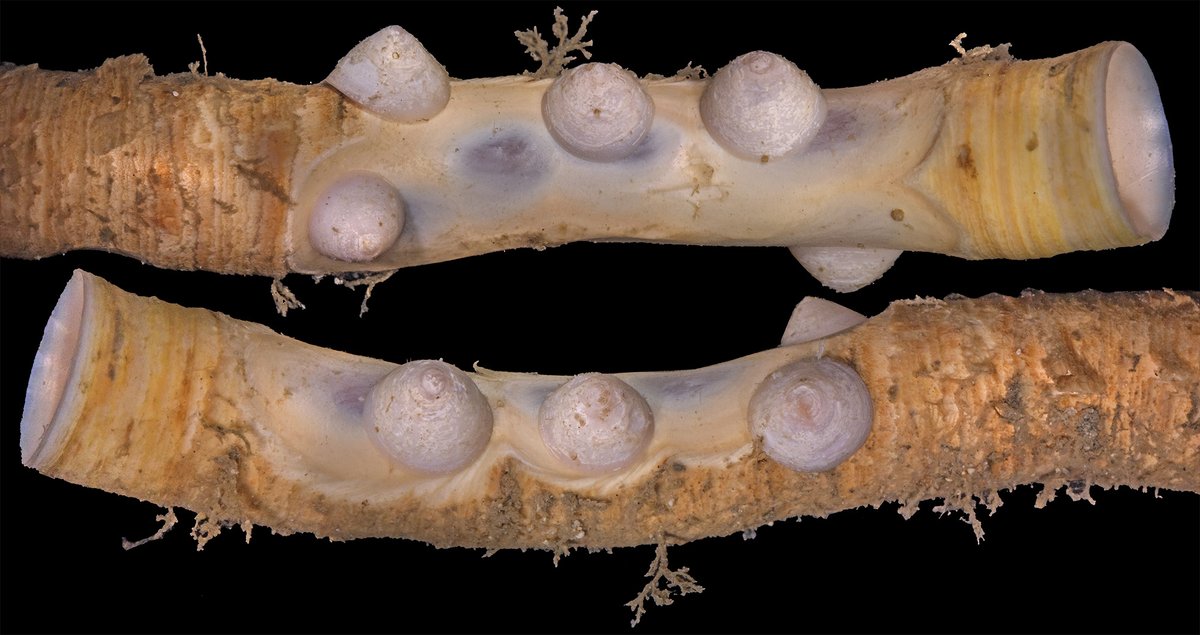 squamiferum's tweet photo. [New Paper] @ESAEcology reports a remarkable limpet that feeds exclusively on chitinous tubes of deep-sea tubeworms! Chitin may be a key energy reserve in the deep. New species in the family Osteopeltidae previously only known from whale fall.
OPEN ACCESS: https://t.co/FcR6sf3iGQ https://t.co/OfXQlSCeZU