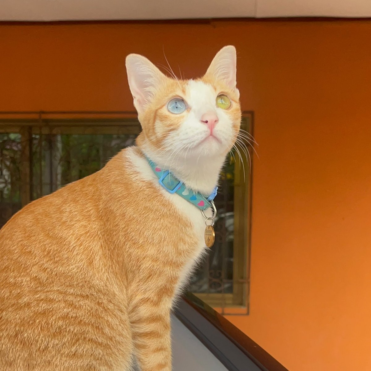 คือผมต้องทราบไหม 🐈⬛ tweet media