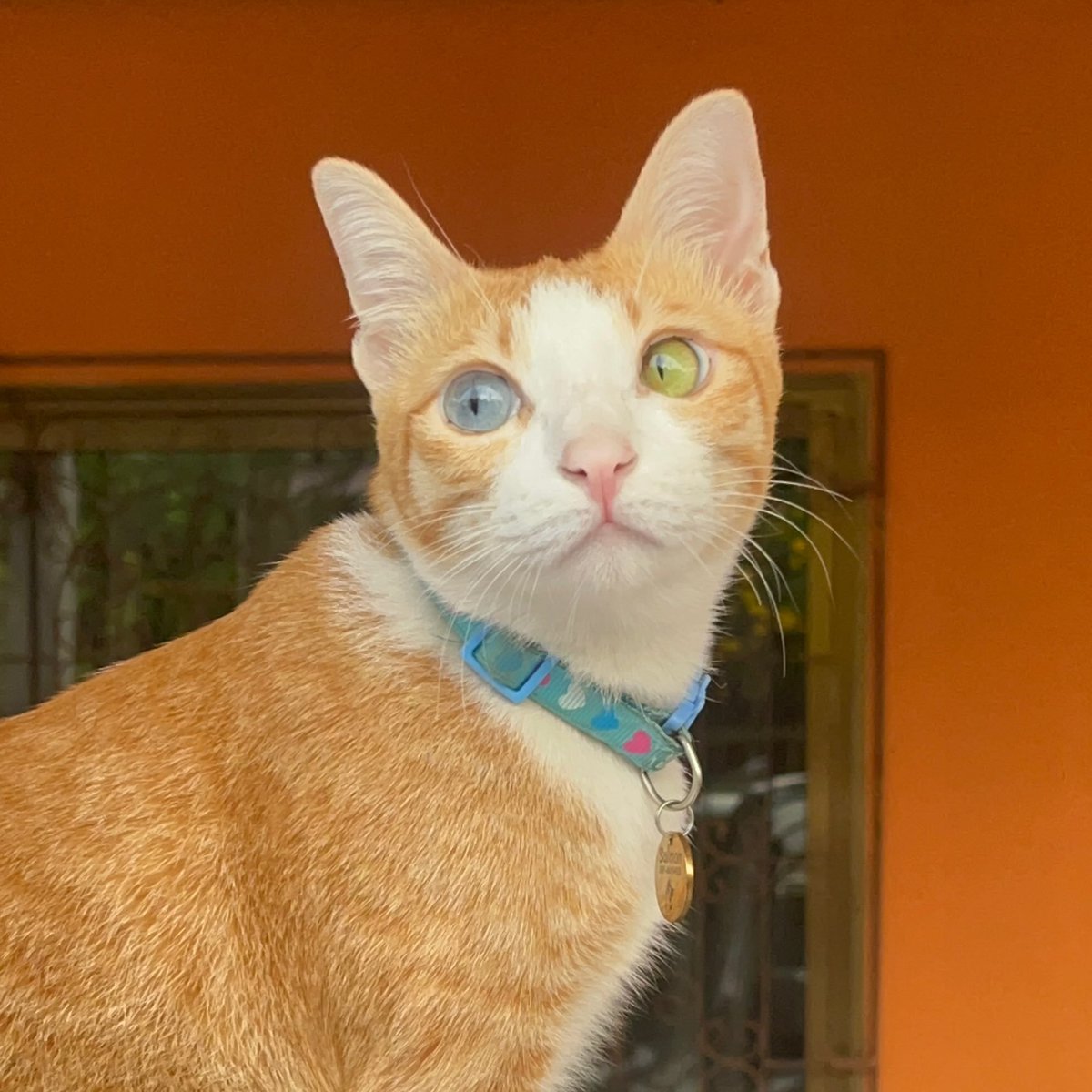 คือผมต้องทราบไหม 🐈⬛ tweet media