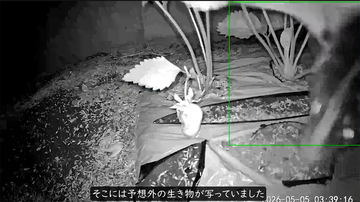 Chiguly's tweet photo. 収穫間近のイチゴをかじる犯人を特定すべく、畑にカメラを仕掛けました。夜中に現れたのは大きなナメクジ。塩をまいて無事に退治しましたが、数日後に別のイチゴがまたボロボロに。再びカメラを確認すると、そこにはナメクジとは違う怪しい影が写っていました。😰📹 https://t.co/aSJZh4WU5q