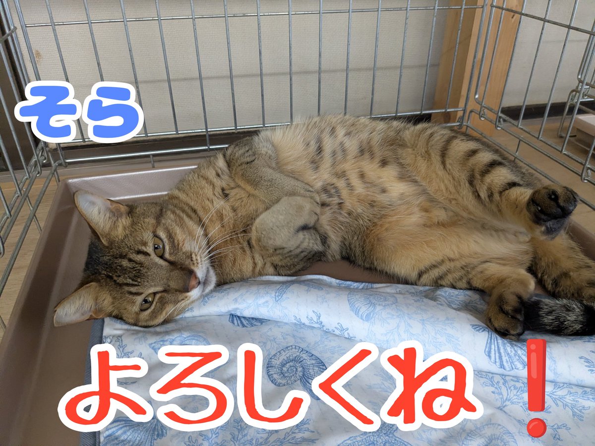 uZ9FmbaXI5EF2JY's tweet photo. 5月31日(日)は里親会です😸✨

ずっとの家族を探しているねこ達が会場に来てくれます🏬🐈‍⬛🐈💕
個性豊かで可愛い子たちにぜひ会いに来てください😸💓😊

#四日市にゃんこレスキュー愛の手
#にゃんこハウス海山道
#ねこ
#猫
#保護猫
#里親会
#譲渡会
#里親募集
#三重県 https://t.co/TpwCuTdPBY