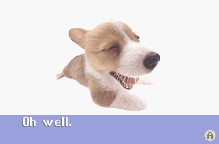 caninepoetry tweet media