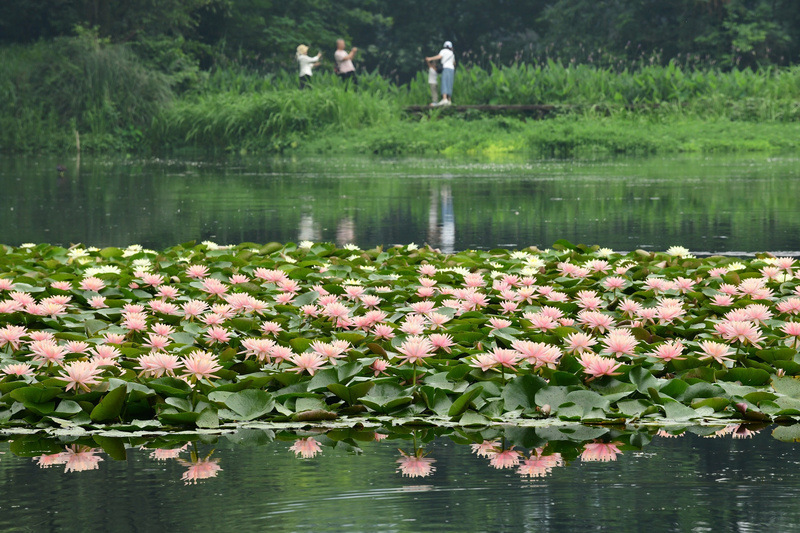 _NiceYa_'s tweet photo. West Lake’s “Monet Garden” is now in bloom! 🌸🎨
Flowers, shimmering water, and dreamy light make it feel like stepping into a Monet painting. Every corner is picture-perfect. ✨
#WestLake #MonetGarden #Hangzhou #SummerVibes https://t.co/0RSbpzex8M