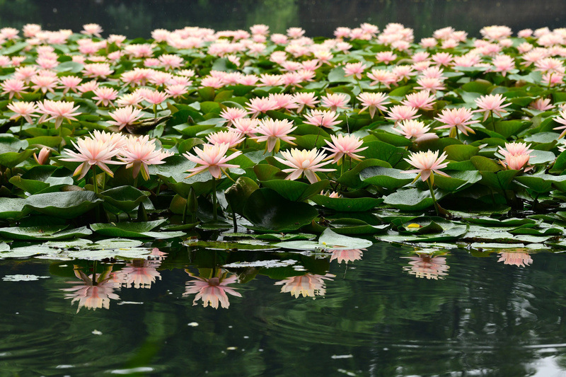 _NiceYa_'s tweet photo. West Lake’s “Monet Garden” is now in bloom! 🌸🎨
Flowers, shimmering water, and dreamy light make it feel like stepping into a Monet painting. Every corner is picture-perfect. ✨
#WestLake #MonetGarden #Hangzhou #SummerVibes https://t.co/0RSbpzex8M