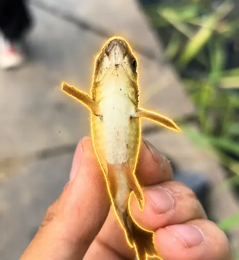 memedevfun's tweet photo. i seriously dont know how this hasn’t bonded yet 😭

This is the most viral fish on TikTok right now with over 100M views in JUST 2 DAYS.

14M likes and 9.5M shares already.

People are going crazy because the fish literally does the “67” trend.

Memes are already everywhere and it just keeps getting bigger.
https://t.co/l9SrHmIITN