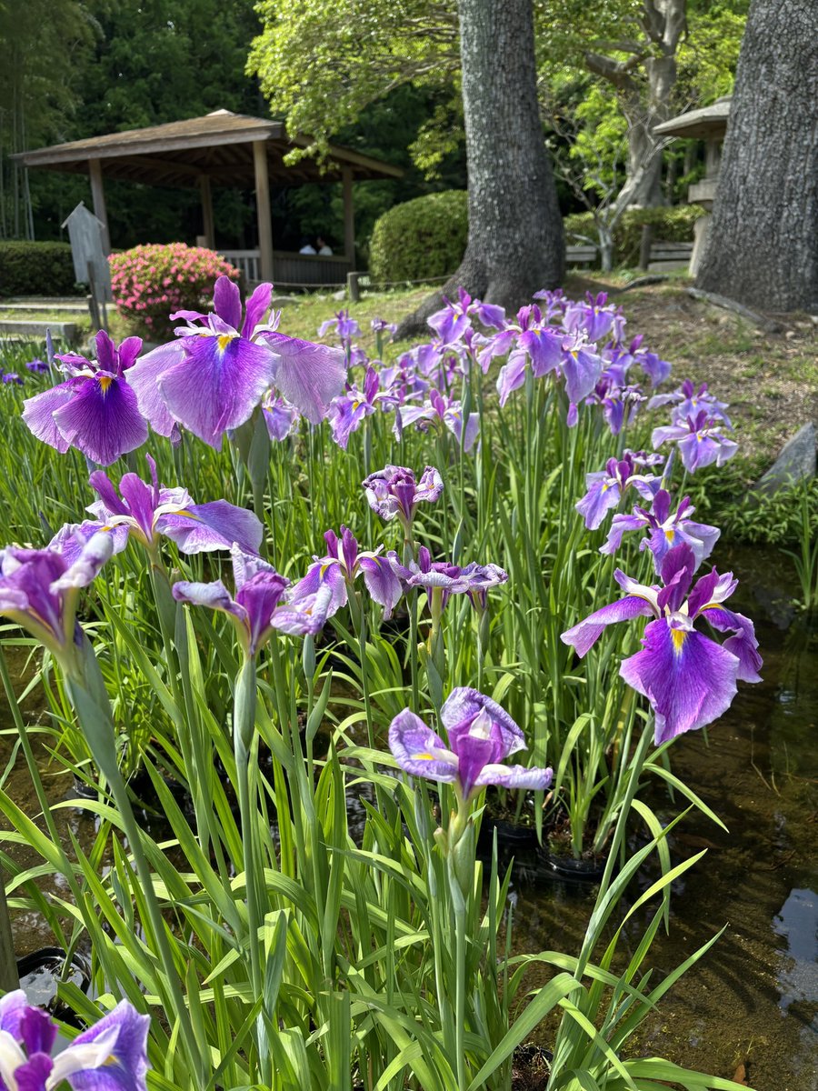 須磨離宮公園 tweet media