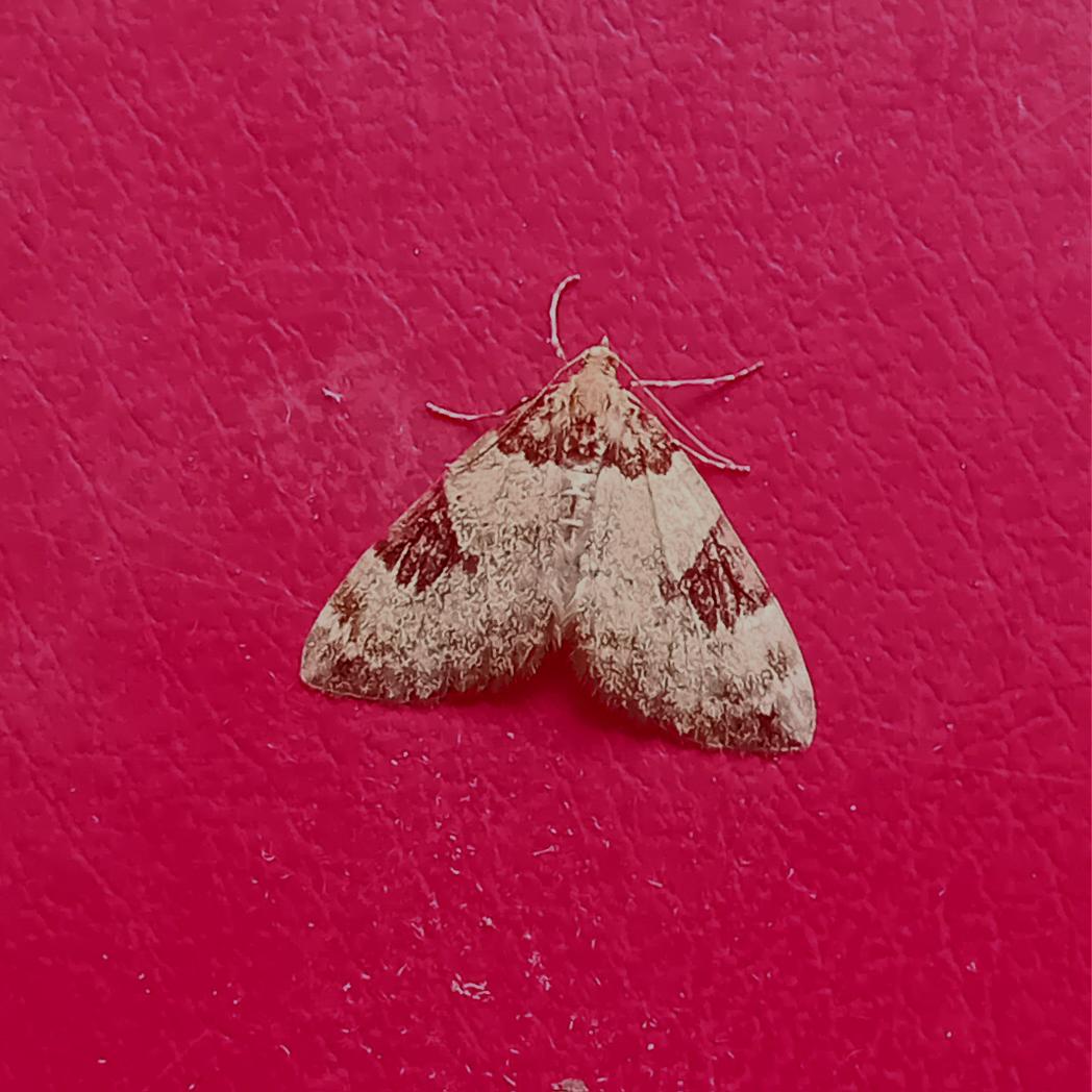trapsite's tweet photo. Fir Carpet T. vetustata from  New Romney traps last night on a terrific night with over 80 sps including E. delunella, Vestal, Dewicks Plusia, 14 Small Mottled Wiillow, N. noctuella ..... https://t.co/gjYRpwyinj