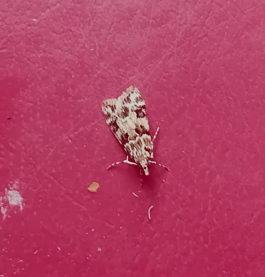 trapsite's tweet photo. Fir Carpet T. vetustata from  New Romney traps last night on a terrific night with over 80 sps including E. delunella, Vestal, Dewicks Plusia, 14 Small Mottled Wiillow, N. noctuella ..... https://t.co/gjYRpwyinj