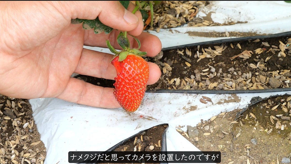 Chiguly's tweet photo. イチゴを盗む犯人を防犯カメラで特定しました。夜中に現れたのは、なんとハクビシンです。あともう少しで収穫だった大粒のイチゴが根こそぎ食べられ、地面にはヘタだけが虚しく転がっていました。鳥獣保護法の対象なので対策が難しく、本当に頭を悩ませています。🍓🦡 https://t.co/lwX2PY3Elb