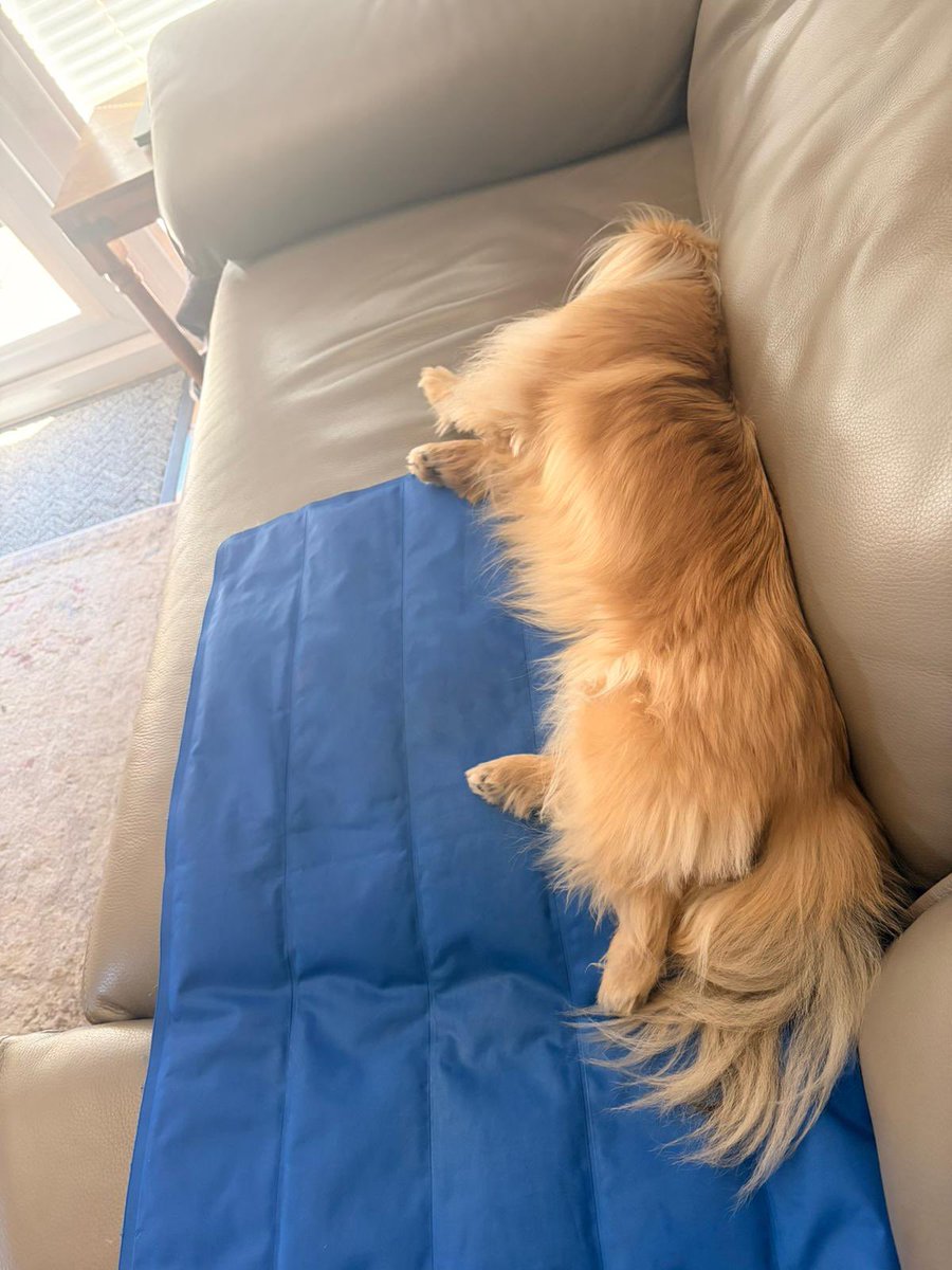 PussPussTopCat's tweet photo. I’m staying cool on Colin my cool mat #stayinside #keepsafe https://t.co/9BLE3WDvRz