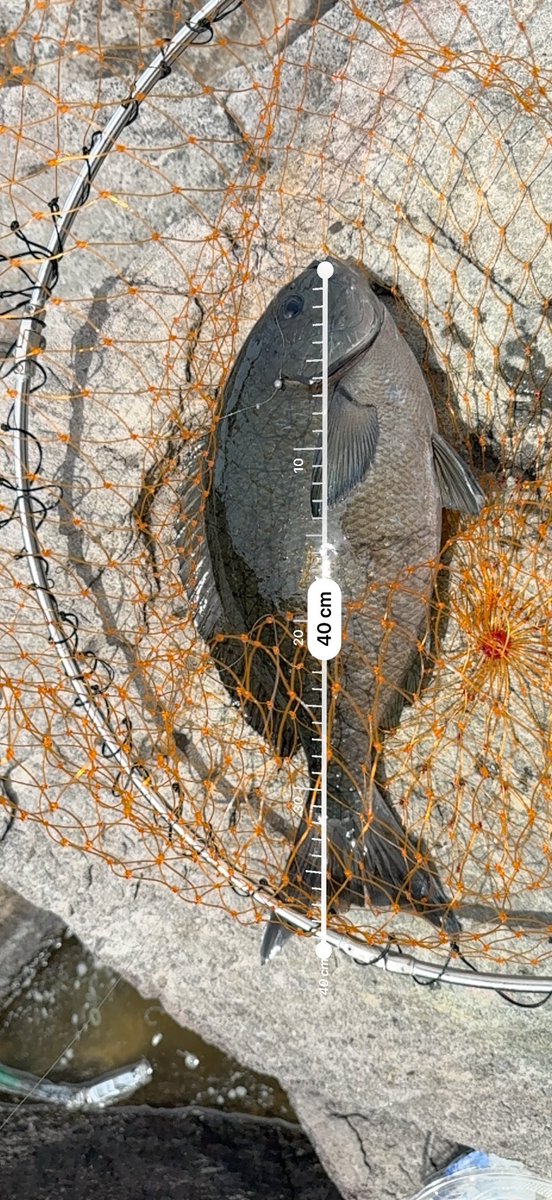 m90741964's tweet photo. 40センチまで🥸サイズまともな奴だけお持ち帰り🥸いっぱい釣れた🎣 https://t.co/BFOMgx3Orh