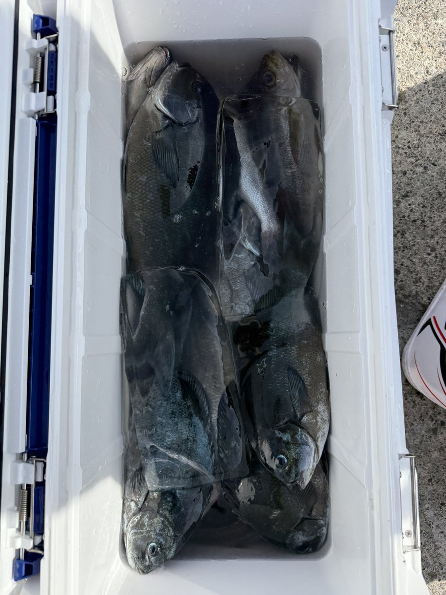 m90741964's tweet photo. 40センチまで🥸サイズまともな奴だけお持ち帰り🥸いっぱい釣れた🎣 https://t.co/BFOMgx3Orh