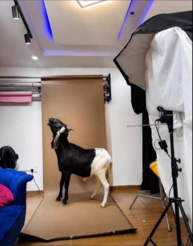 Caleb_spdf's tweet photo. If your ram can model, hmu for free photo shoot....
Follow for more. https://t.co/1f43ZR5TF3