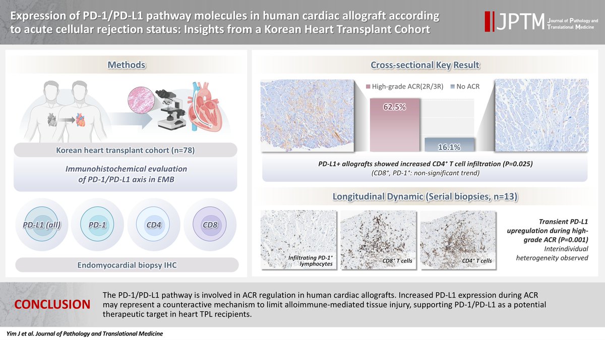 jpatholtm's tweet photo. Expression of PD-1/PD-L1 pathway molecules in human cardiac allograft according to acute cellular rejection status: insights from a Korean Heart Transplant Cohort
Original Article by Dr. Jeemin Yim et al.
https://t.co/mac1a5oqVf
#PathTwitter #PathX https://t.co/EHJ11ClYbV