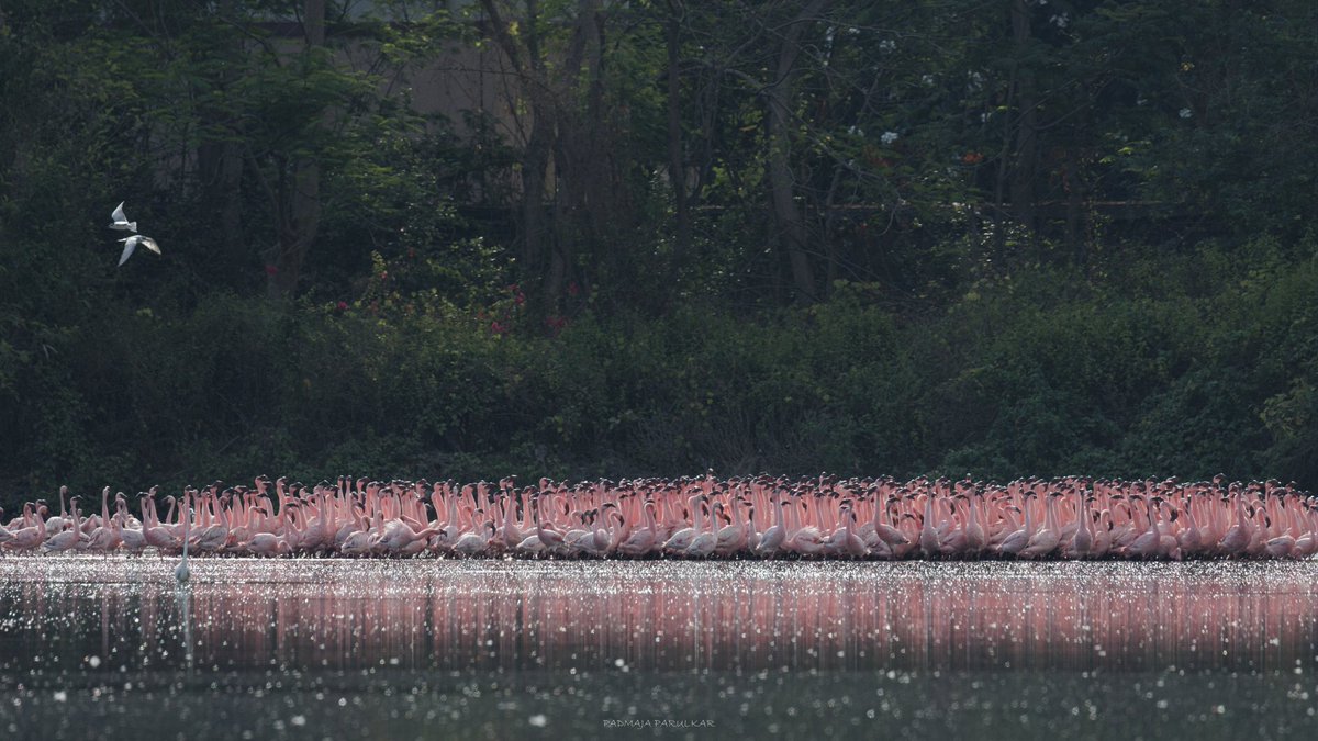 PadmajaParulkar's tweet photo. What do you say when you just step outside your residence, cross the road, walk a wooded trail to be greeted by a sight like this! I say: Thank you God for the world so sweet... and hope as hell that we have the good sense to preserve it.
#flamingocity
#navimumbai
#savewetlands https://t.co/74wTRyHhAR