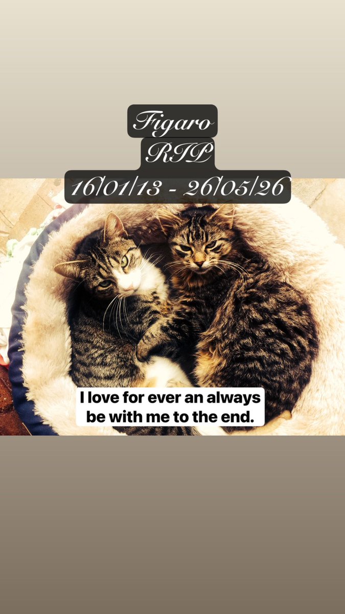 JacksonWolfDad's tweet photo. Figaro.

You meant the world to me, You’ve been there for me every time.

You’ve heard me to keep fighting, but I was selfish, I cuddled you an said

“I’ll be with you always, I’ll be fine”

You’ve brought me so much joy in my life~ 💔🐈 ❤️

Rest In Peace Mi Gatito mío 💔 https://t.co/i8UK42ag9M