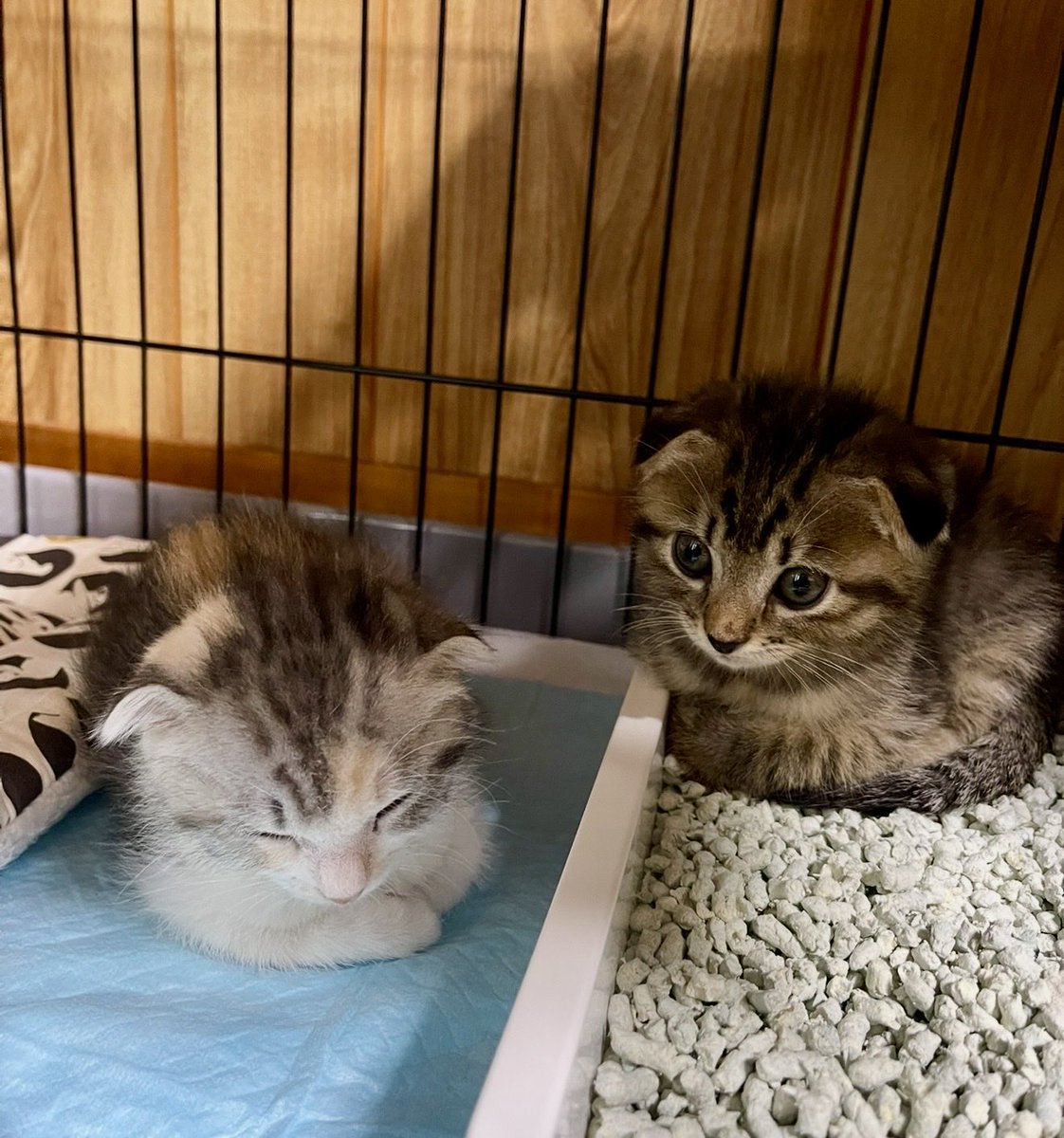 猫部長 tweet media