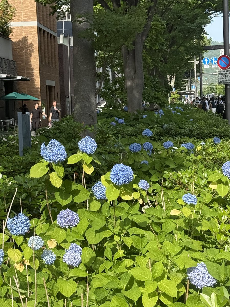 travelkyoto6's tweet photo. 梅雨の御池通を彩る御池ブルー🩵

今からこんな感じだと6月中旬には紫陽花終わっちゃってるのでは.. https://t.co/B0k7BGlS8a