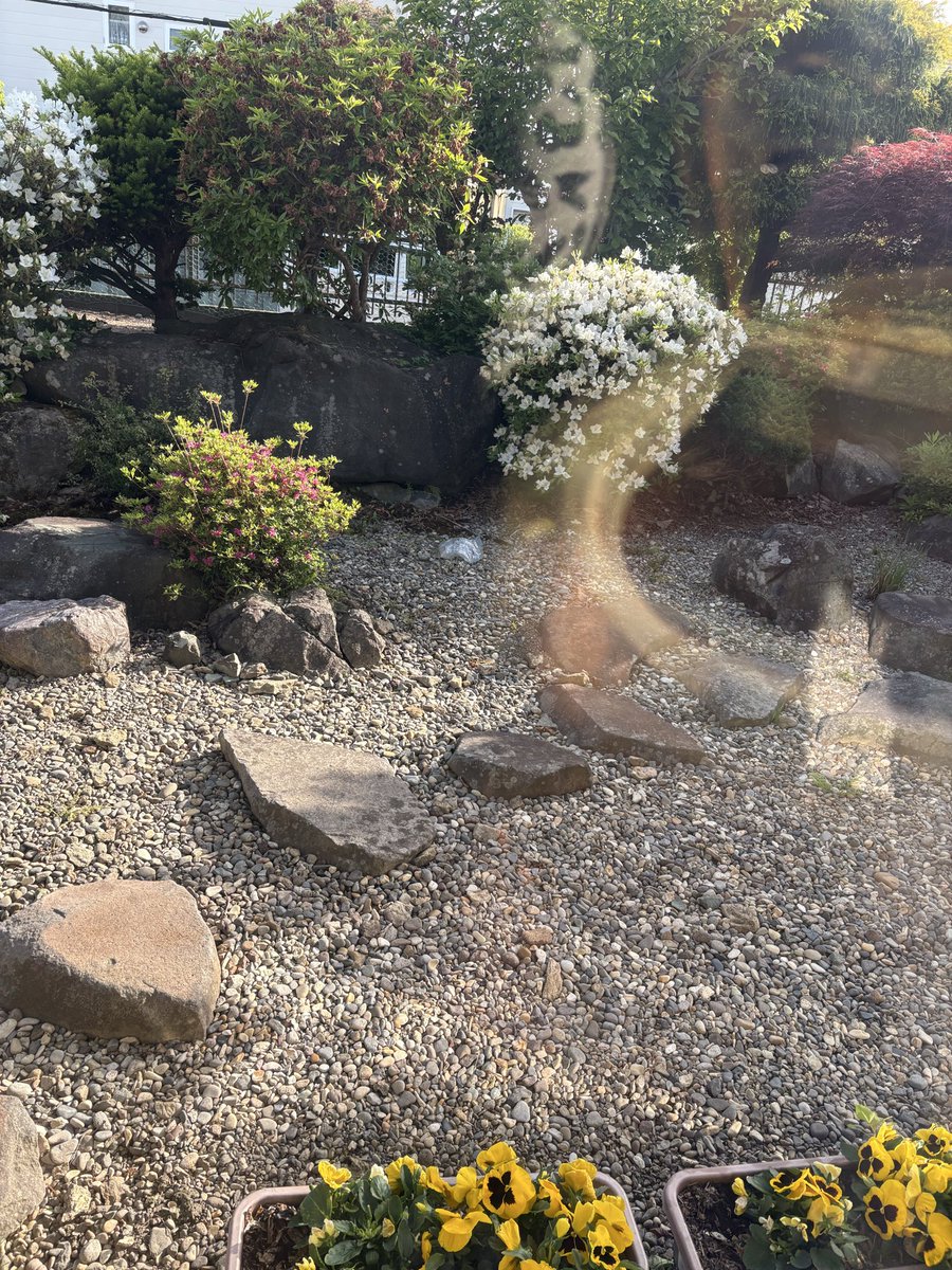 yukamermon's tweet photo. #glowcross
こんにちは。新緑の五月もあとわずか。函館山の緑が濃くて美しいですが、今日はガス（霧）が凄いです。庭の手入れで毎年悩ましいスギナですが、ピンポイントで除草剤をスギナに塗ったら今年はいい感じに増殖しないので助かります🌼室内から撮影してみました🥰 https://t.co/tmc4MK3gUR