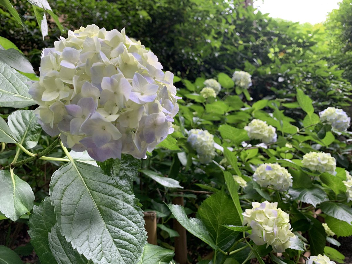 1Washokuga's tweet photo. そろそろ、紫陽花の時期だねぇ💙💜

お気に入りの庭園で浄化中。
水辺と緑がある場所、
やっぱり落ち着く𓈒𓏸𓂃໒꒱

庭園巡り、実はかなり好きです。 https://t.co/3sbgGMpcuK