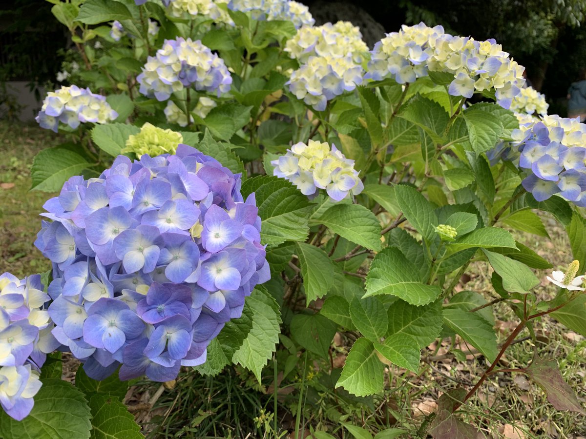 1Washokuga's tweet photo. そろそろ、紫陽花の時期だねぇ💙💜

お気に入りの庭園で浄化中。
水辺と緑がある場所、
やっぱり落ち着く𓈒𓏸𓂃໒꒱

庭園巡り、実はかなり好きです。 https://t.co/3sbgGMpcuK